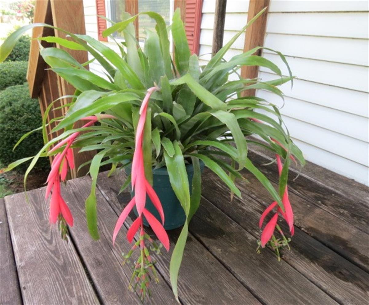 Billbergia nutans Efe Püskülü Kraliçenin Gözyaşı fidanı