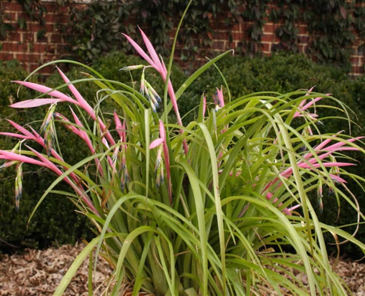 Billbergia nutans minor Efe Püskülü Kraliçenin Gözyaşı fidanı