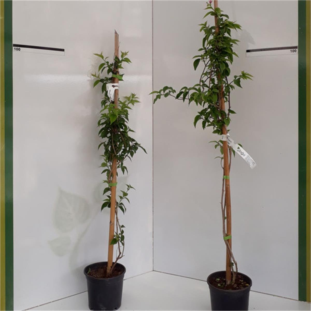 Bougainvillea glabra Begonvil fidanı