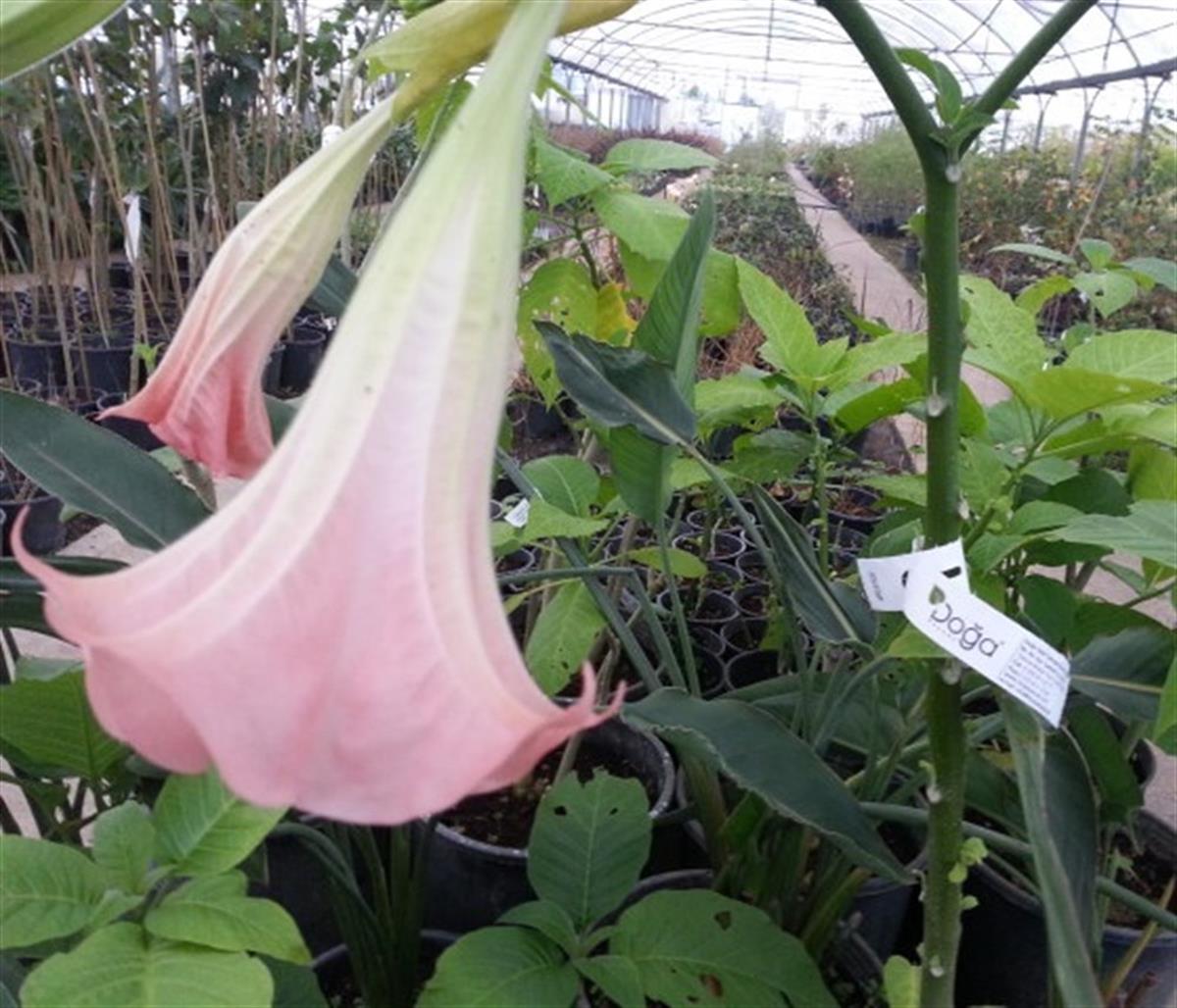 Brugmansia arborea Datura Pembe Melek borusu borazanı fidanı