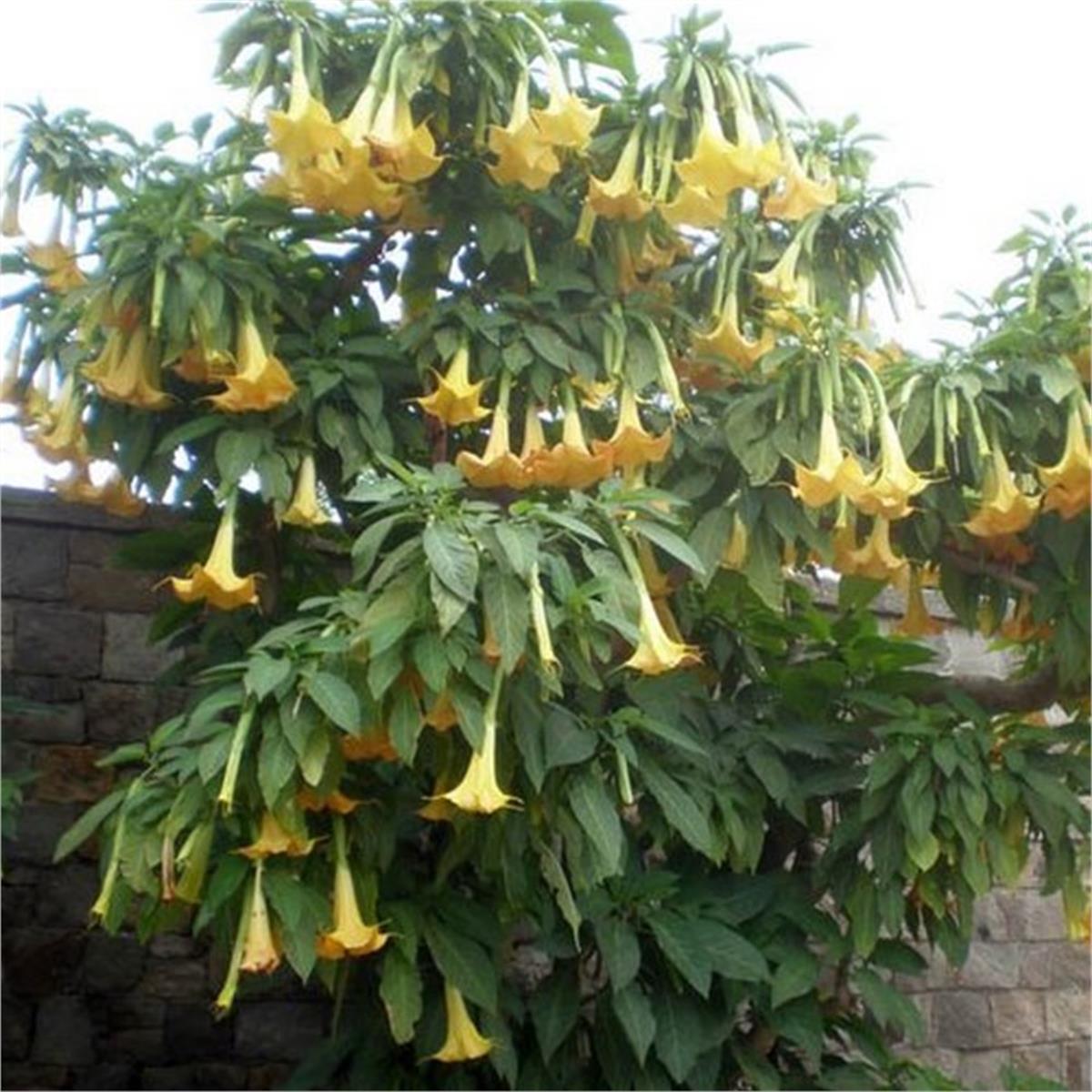Brugmansia arborea Datura Sarı Melek borusu borazanı fidanı
