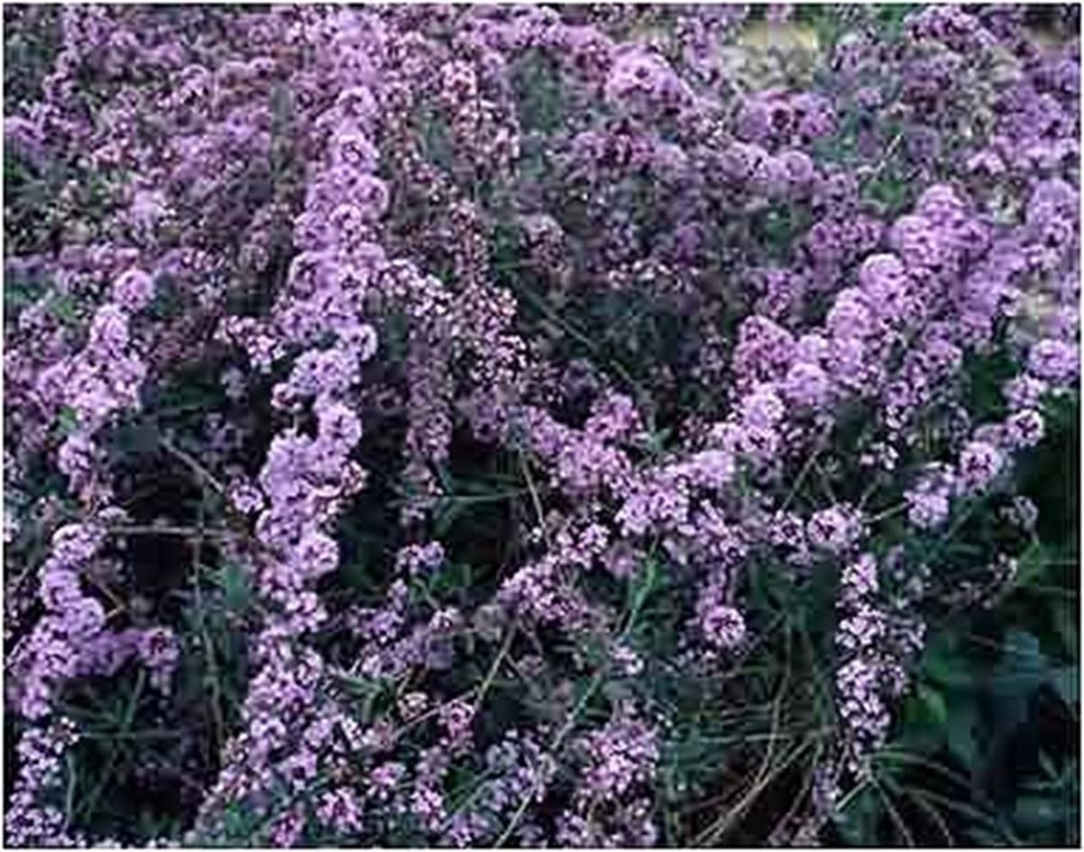 Buddleja alternifolia Kelelbek Çalısı