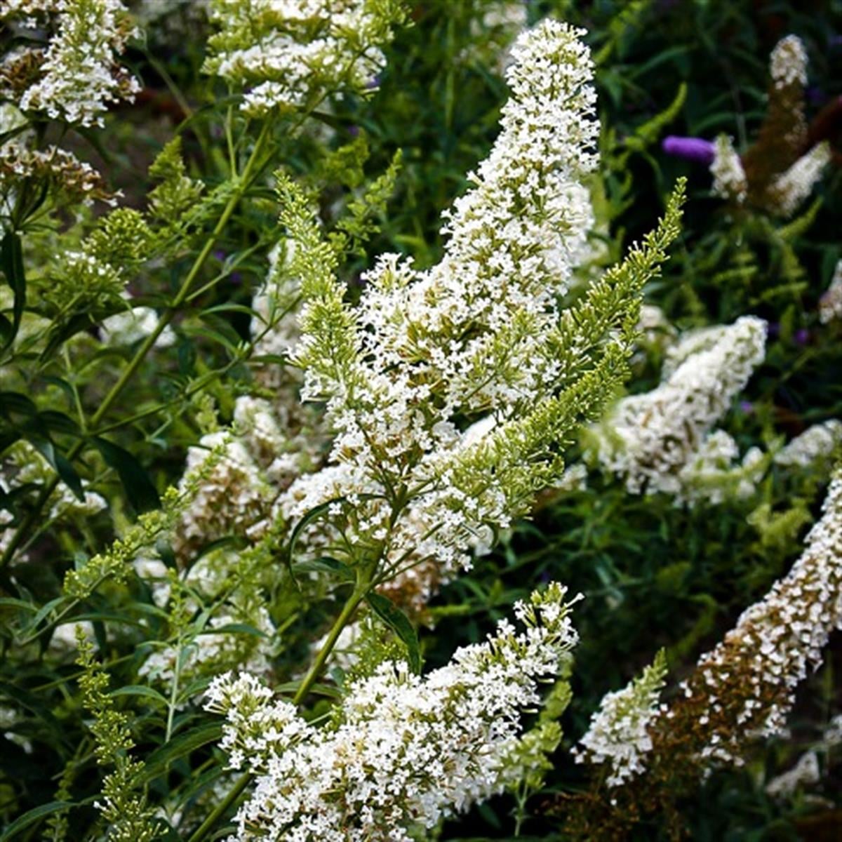 Buddleja d. Nanho White Kelebek Çalısı