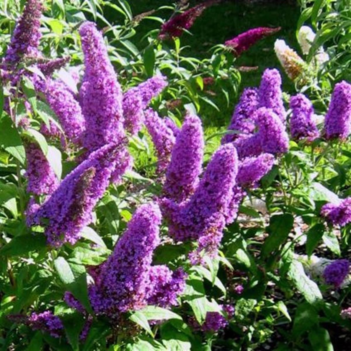 Buddleja d. Peacock kelebek çalısı