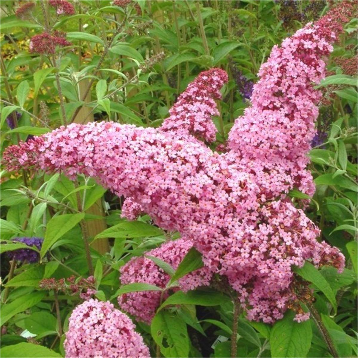 Buddleja d. Pink Delight Kelebek Çalısı