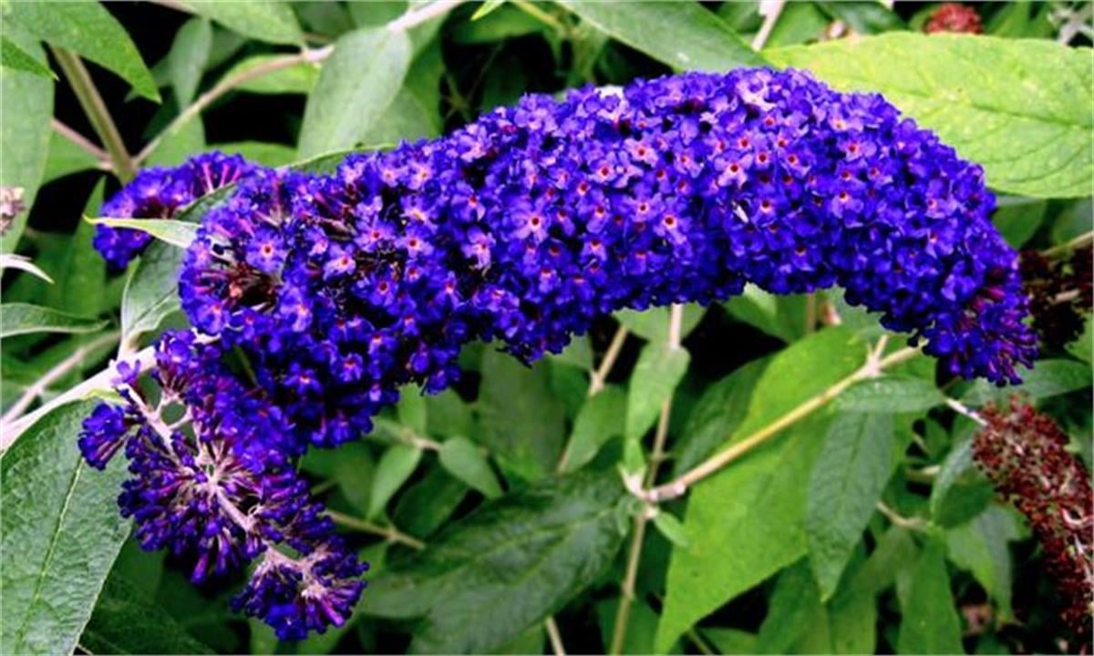 Buddleja davidii Adonis blue adokeep Kelebek Çalısı fidanı