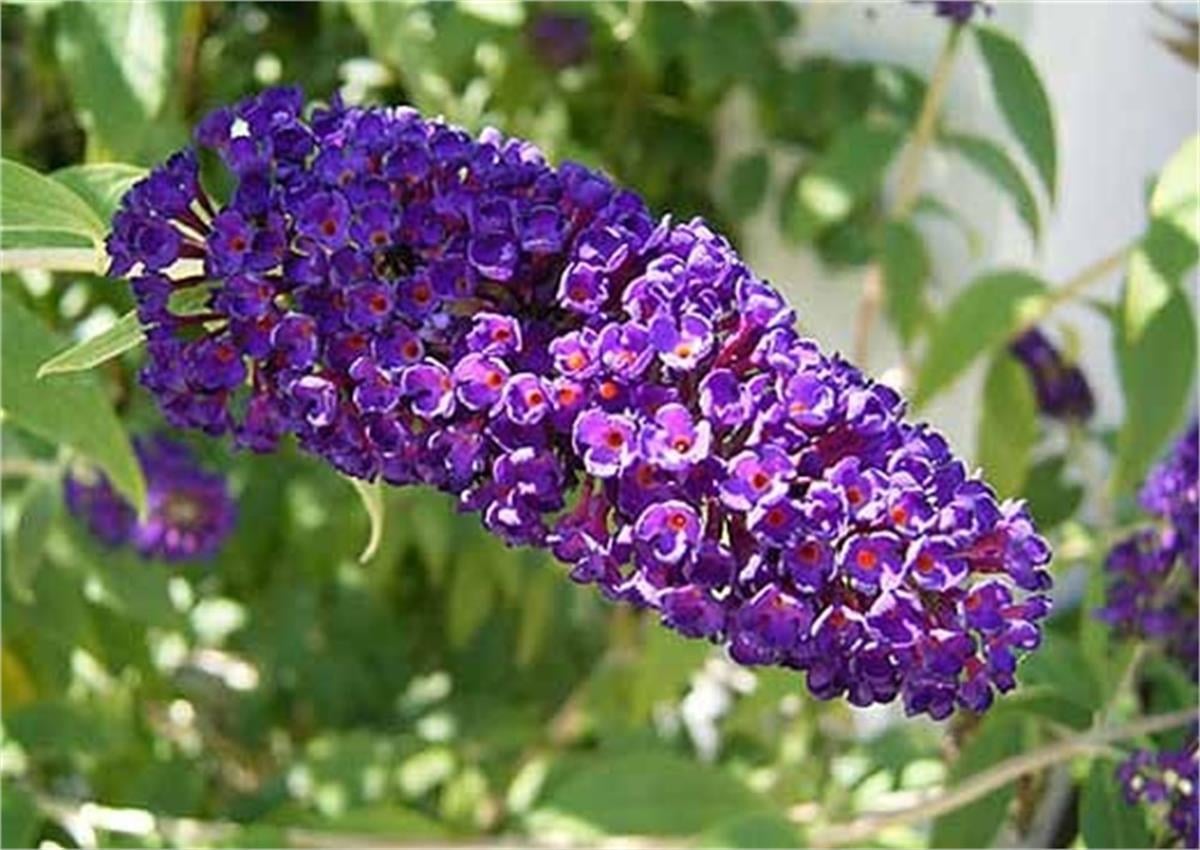 Buddleja davidii Black knight Kelebek Çalısı fidan