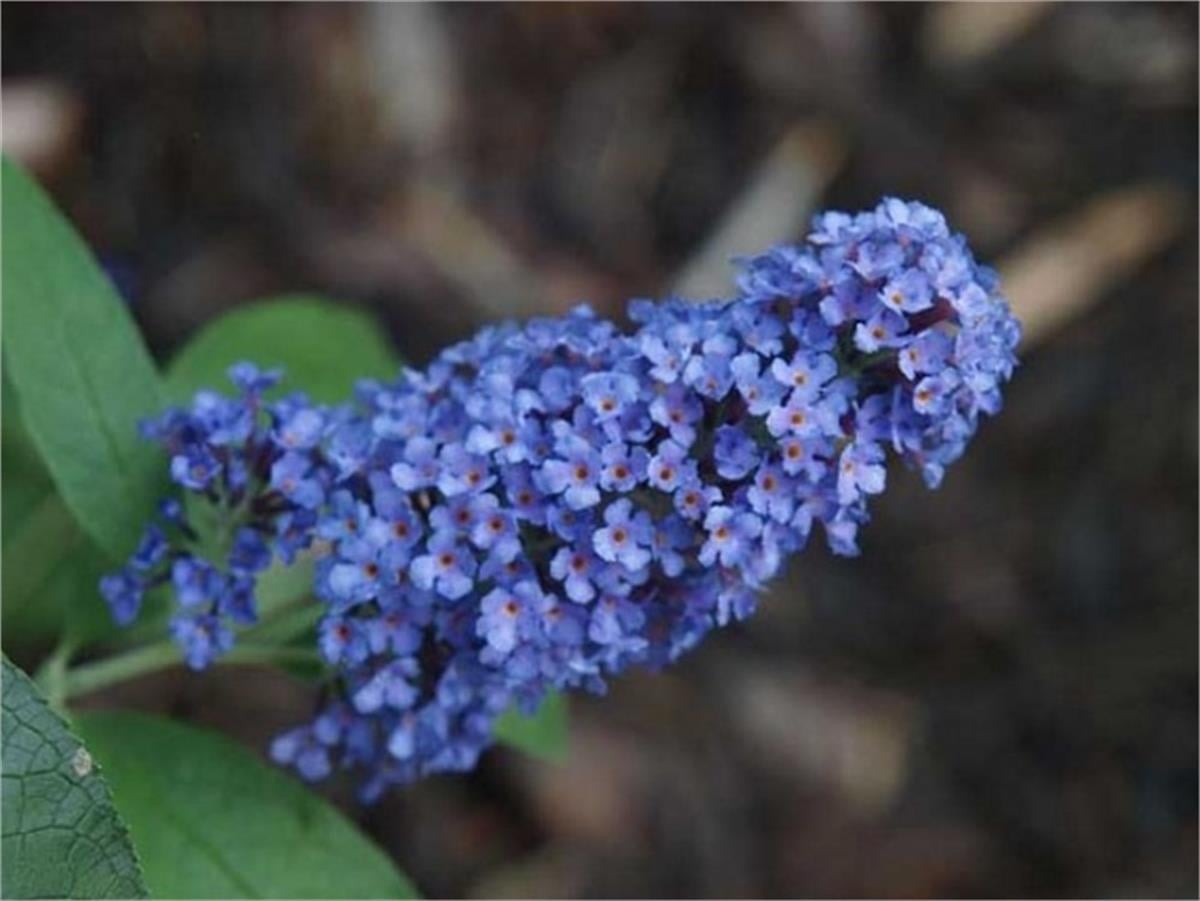 Buddleja davidii Ellens blue Kelebek Çalısı fidanı