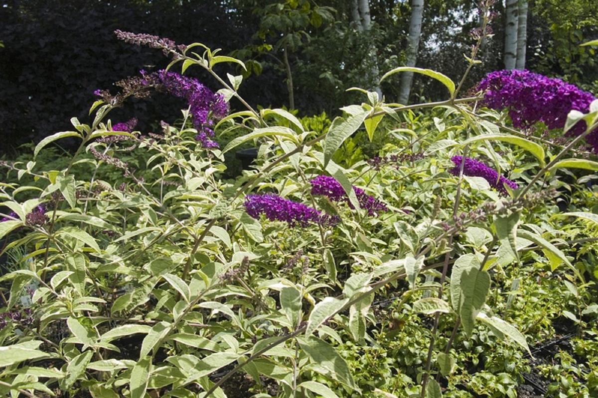 Buddleja davidii Harlequin Kelebek çalısı fidanı - 20-40 cm