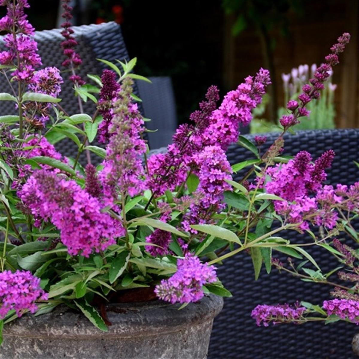 Buddleja davidii Tutti frutti kelebek çalısı