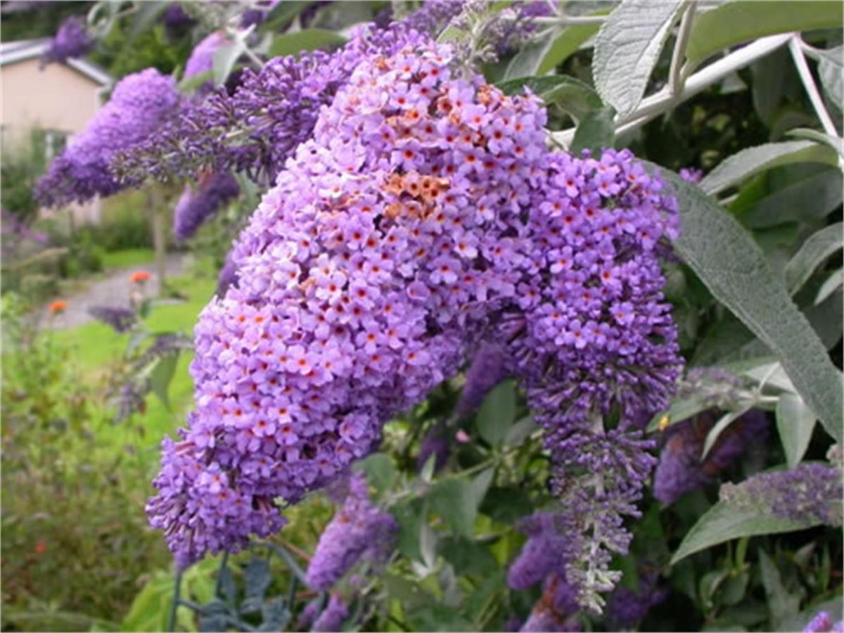Buddleja lochinch Kelebek Çalısı fidanı