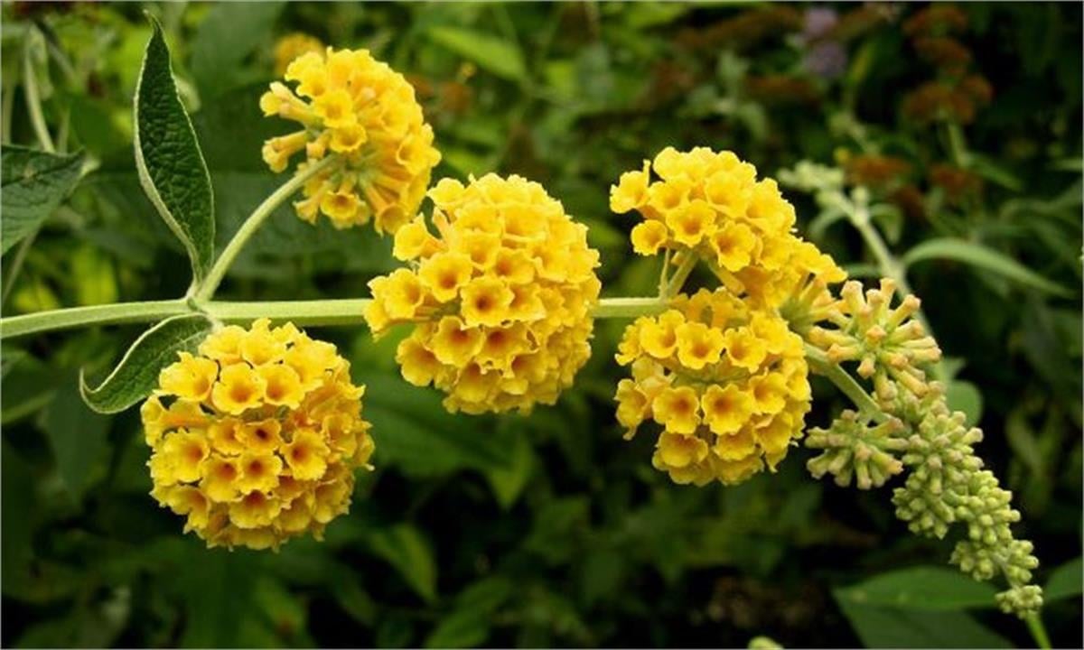 Buddleja x weyeriana Sungold Kelebek Çalısı