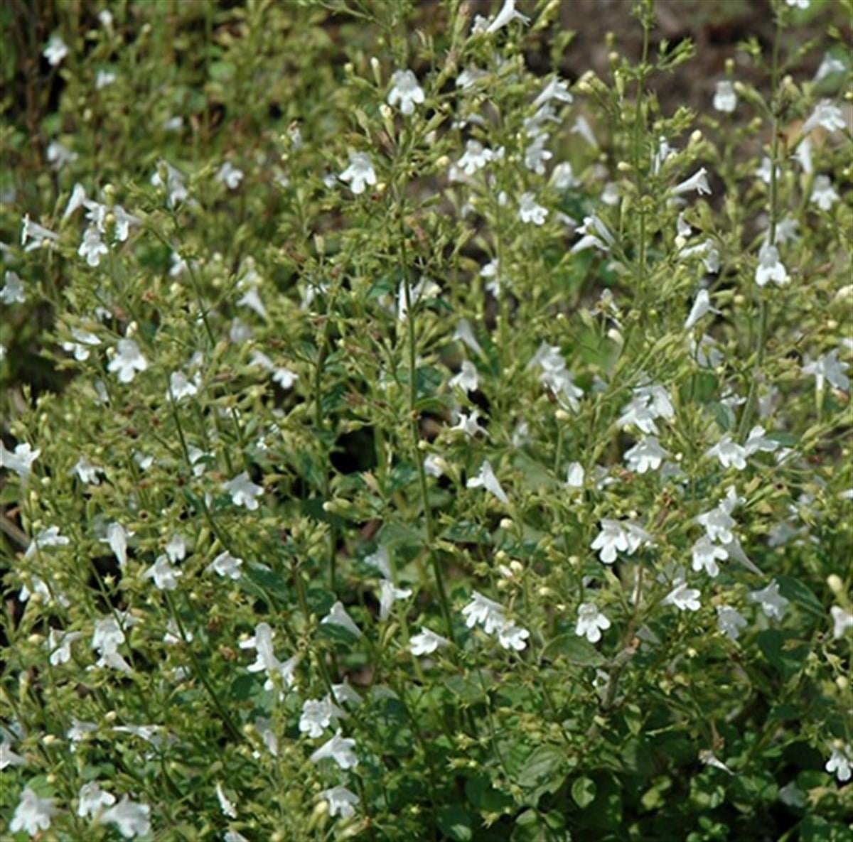 Calamintha nepeta White Cloud Küçük Güzelnane fidesi