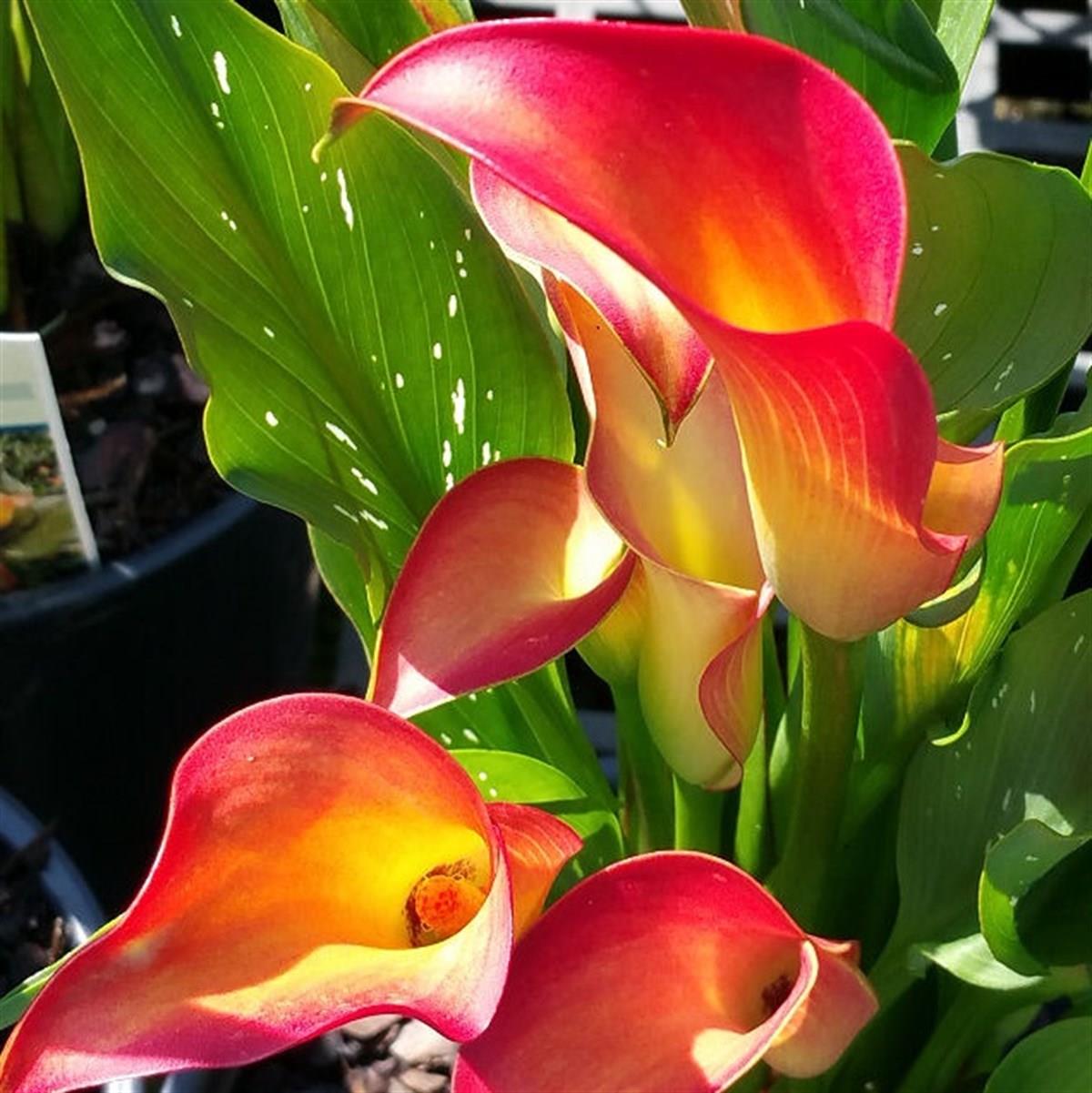 Calla, Zantedeschia Kala cala gala çiçeği patatesi, yumrusu Orania