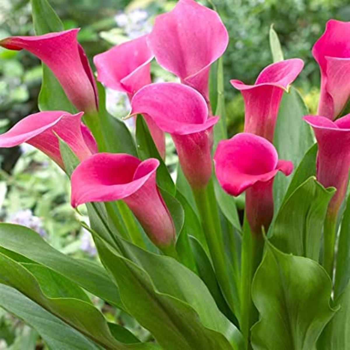 Calla, Zantedeschia Kala cala gala çiçeği patatesi, yumrusu Fine Art