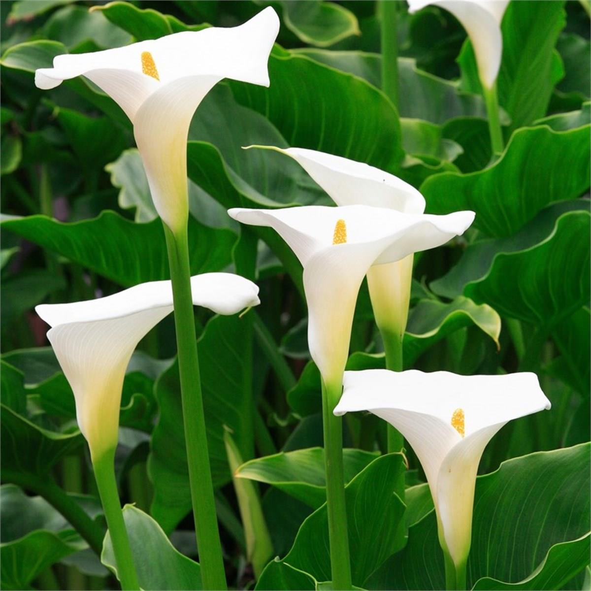 Calla, Zantedeschia Kala cala gala çiçeği patatesi, yumrusu palustris Beyaz