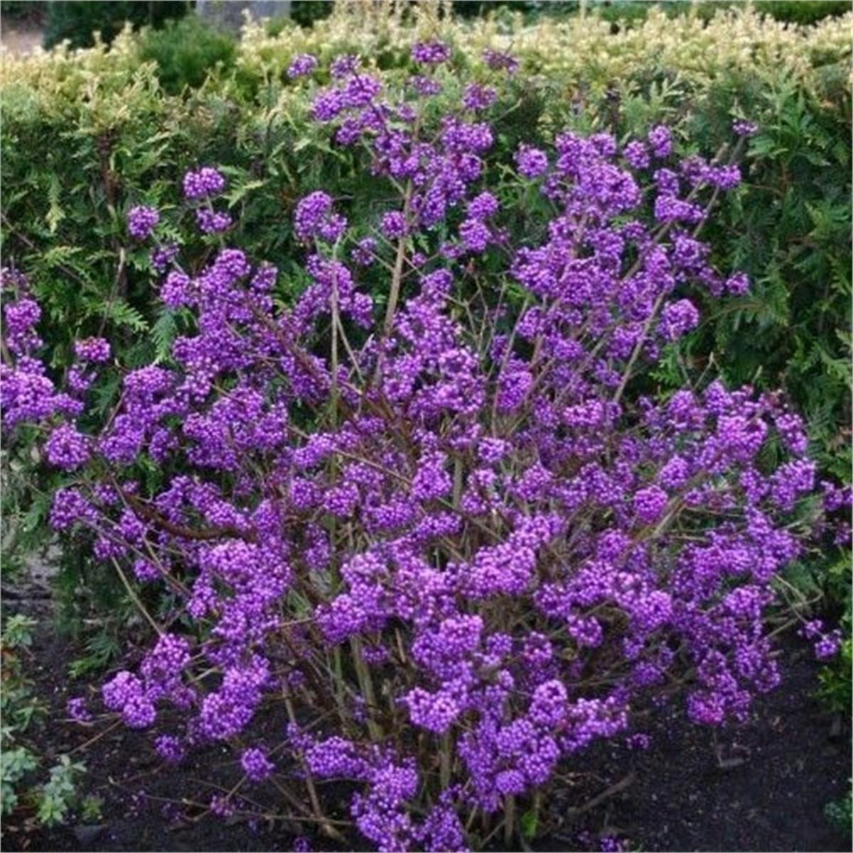 Callicarpa bodinieri Profusion güzellik üzümü fidanı