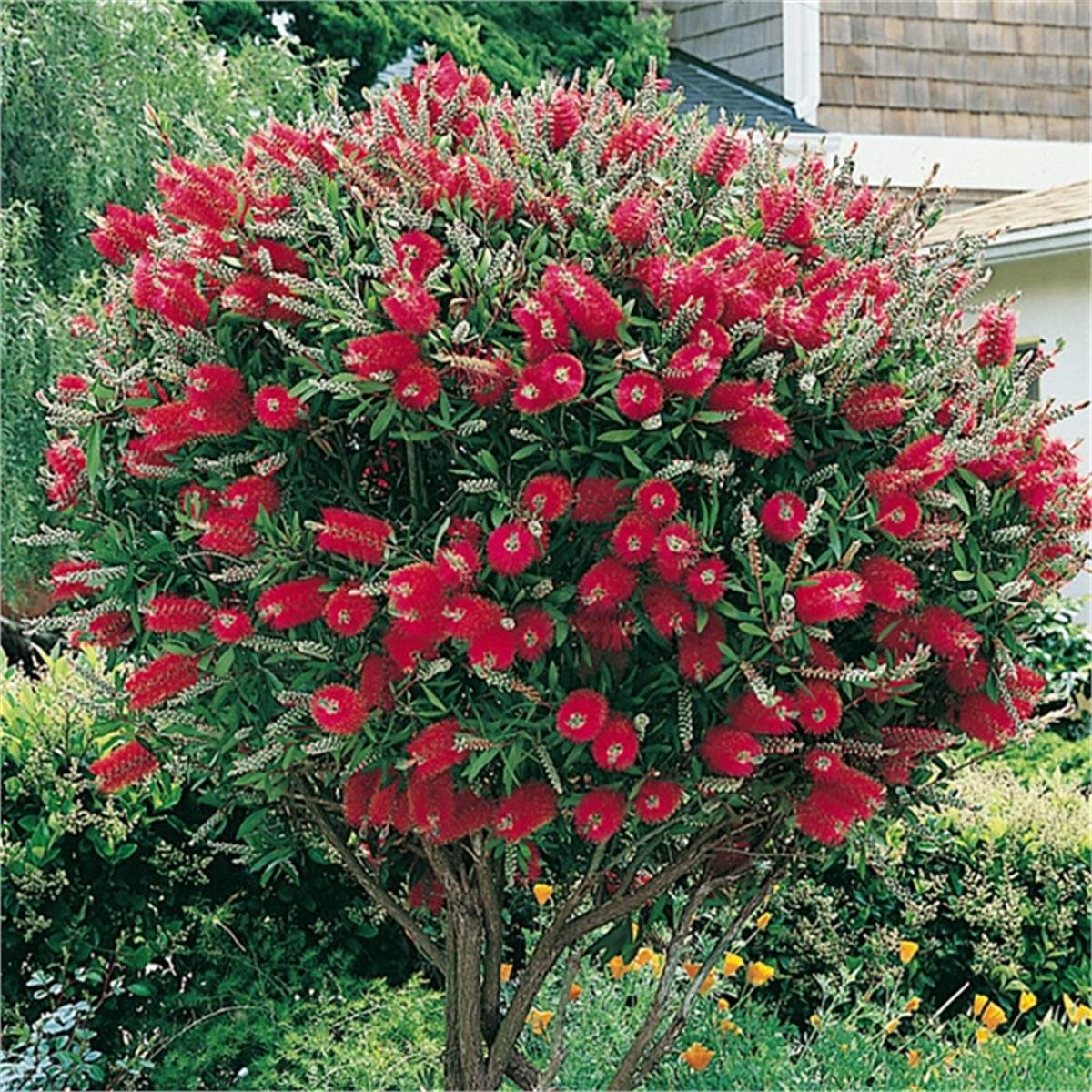 Callistemon leavis Bodur Fırça Çalısı