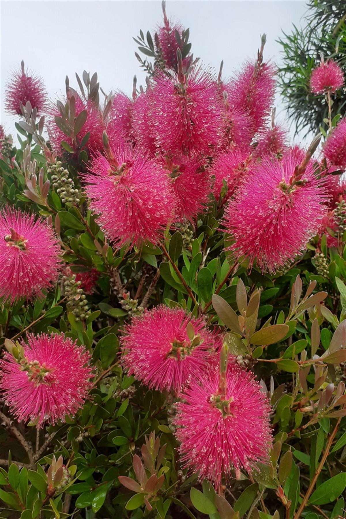 Callistemon viminalis Fırça Çalısı Hot Pink