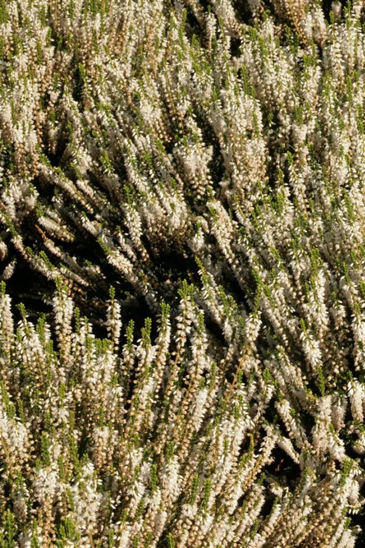 Calluna vulgaris süpürge otu, Stefanie