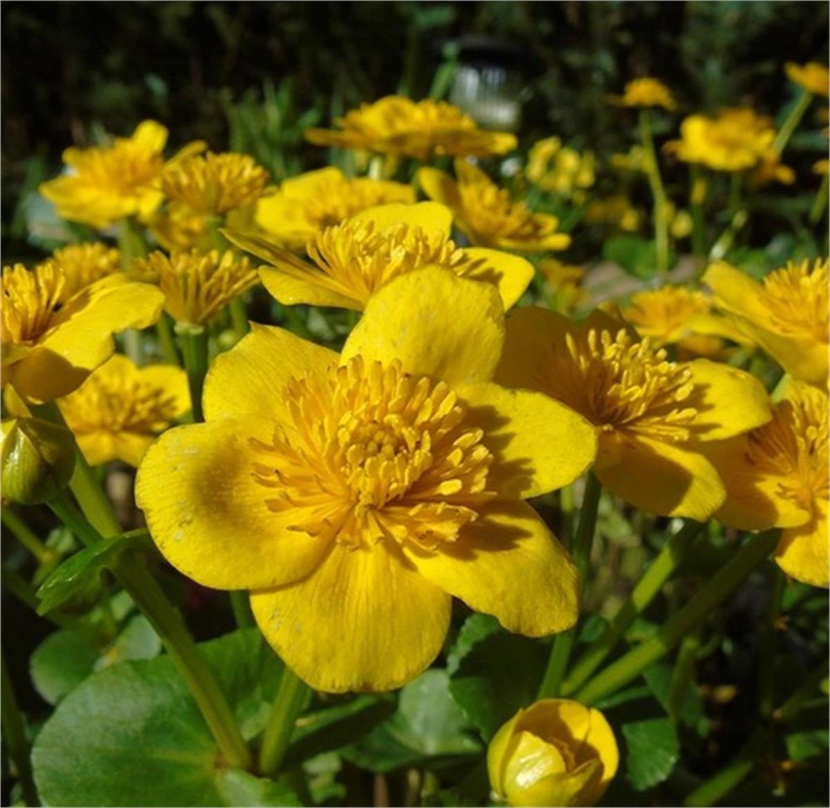 Caltha palustris Marsh kadifesi bataklık nergisi fidesi