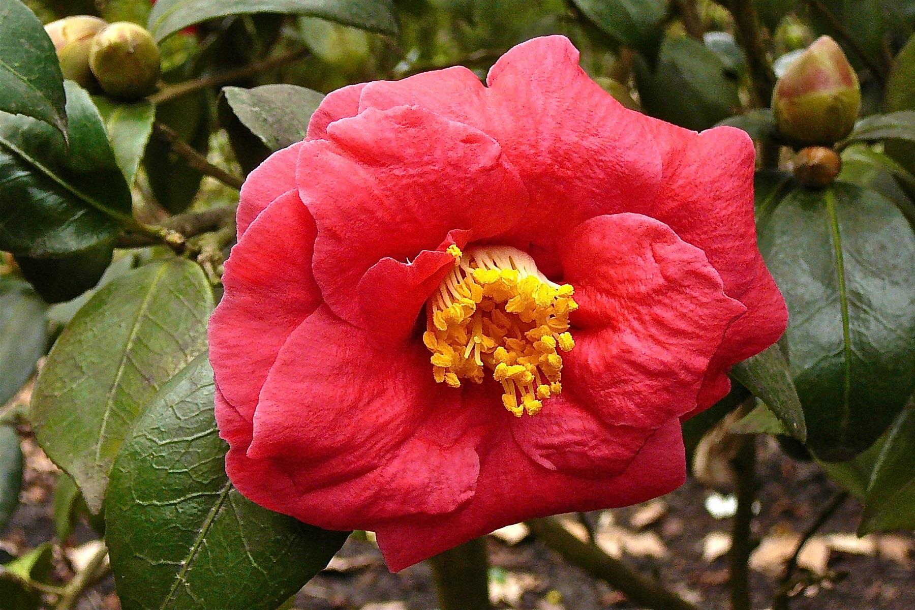 Camelia Adolphe Audusson Kamelya fidanı