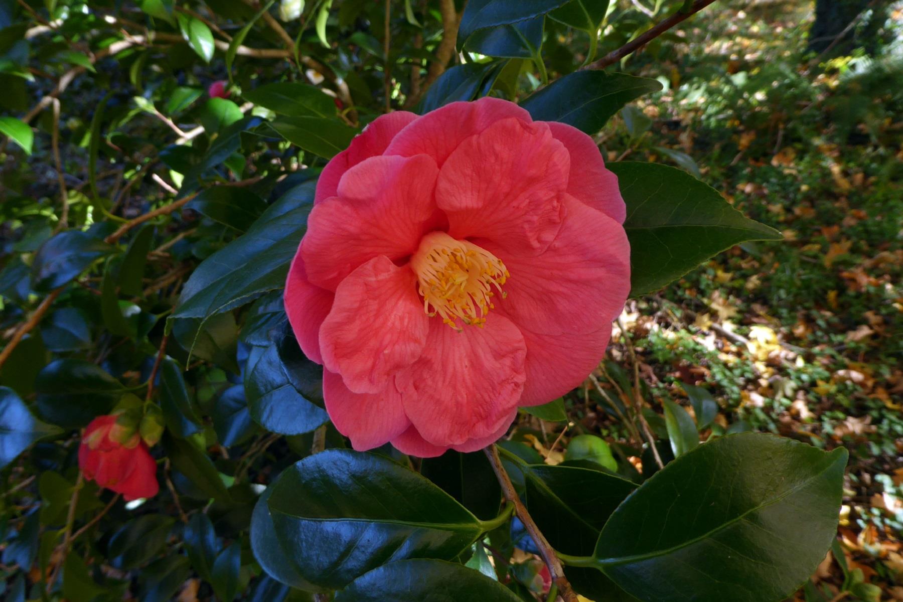 Camelia Jules Verne Kamelya fidanı