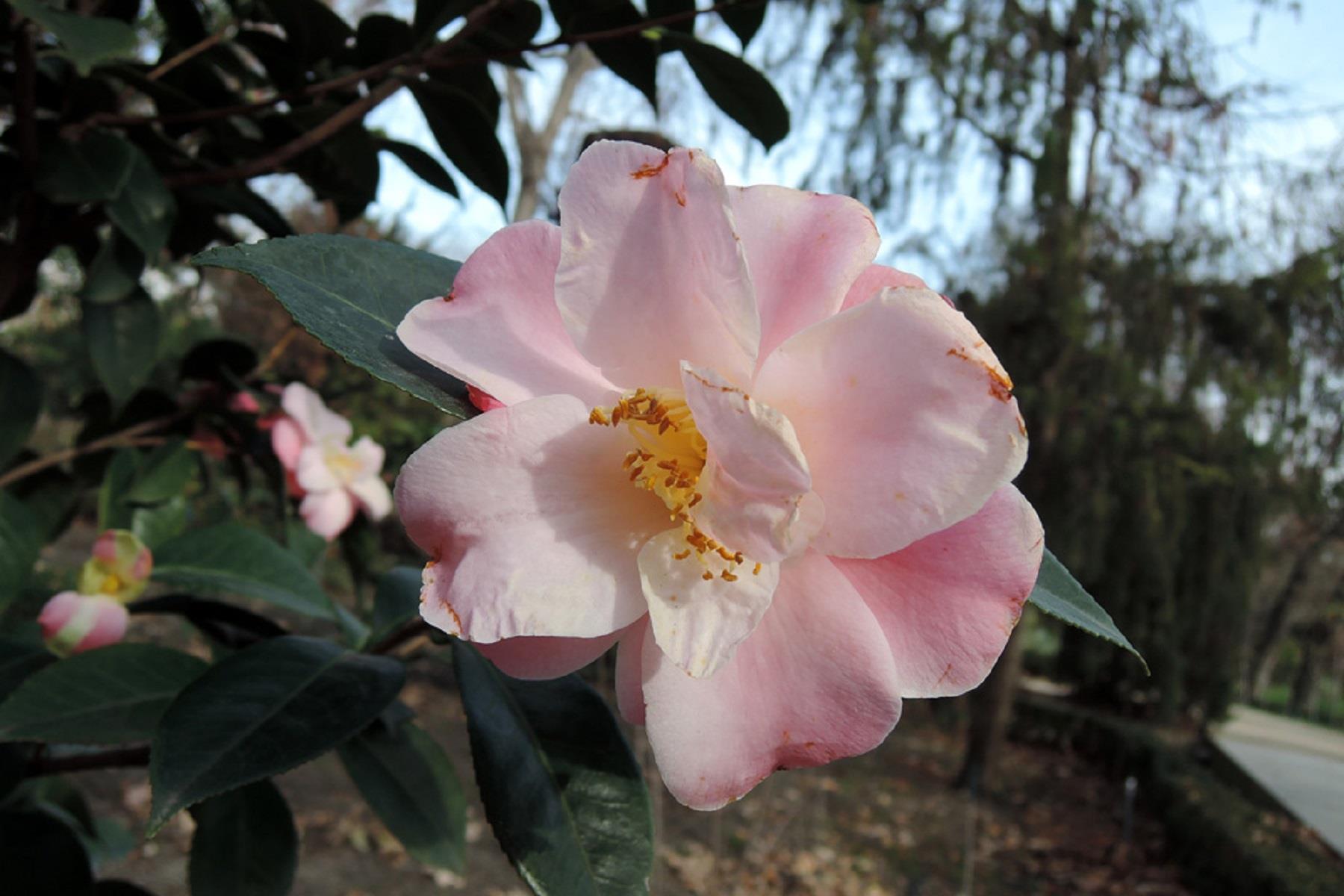 Camelia La Psalette Kamelya fidanı