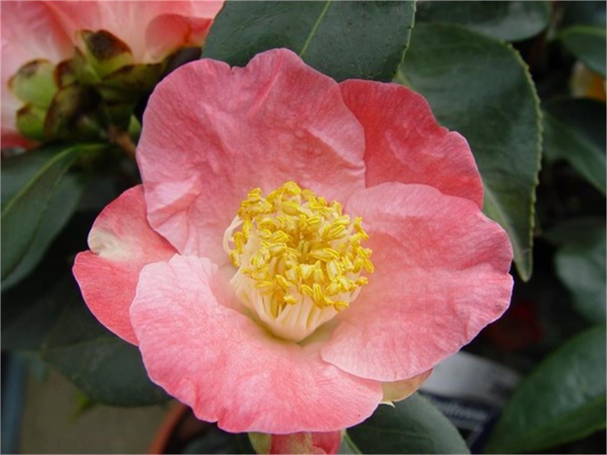Camelia Paul Plantiveau Kamelya fidanı