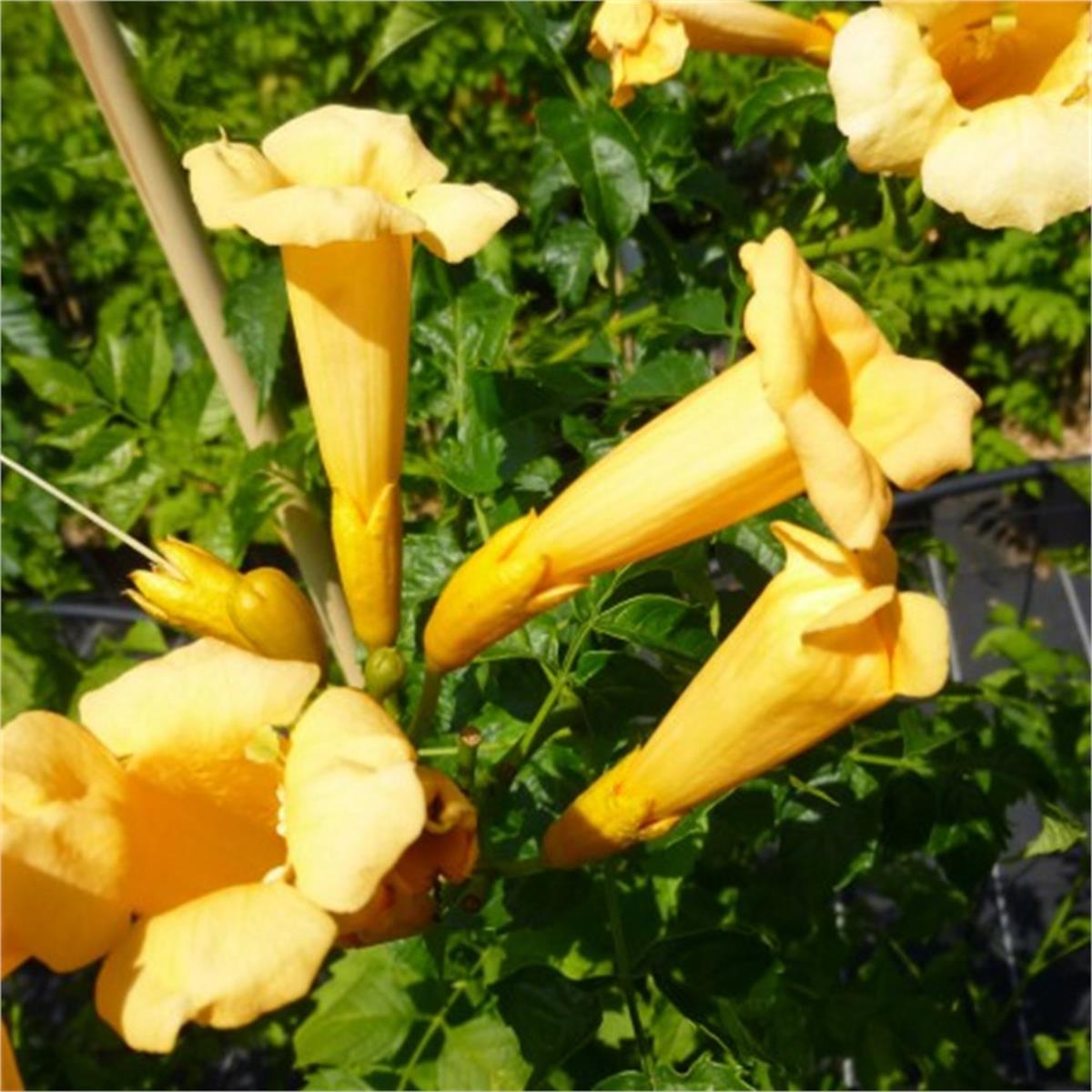 Campsis radicans Yellow Trumpet Sarı Acem borusu fidanı