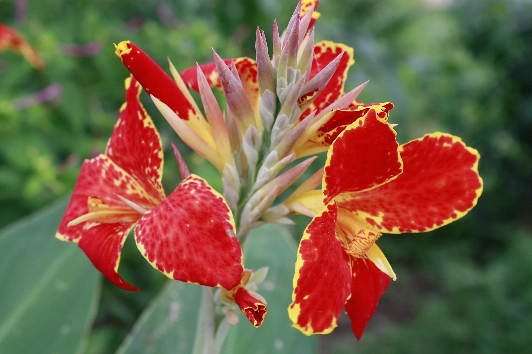 Canna Lucifer Kanna Kana Tesbih çiçeği fidesi