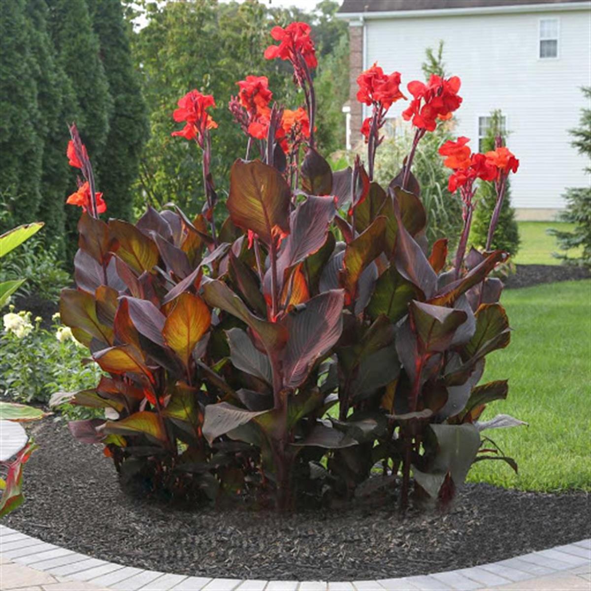 Canna tropicanna Black Kana Tesbih Çiçeği