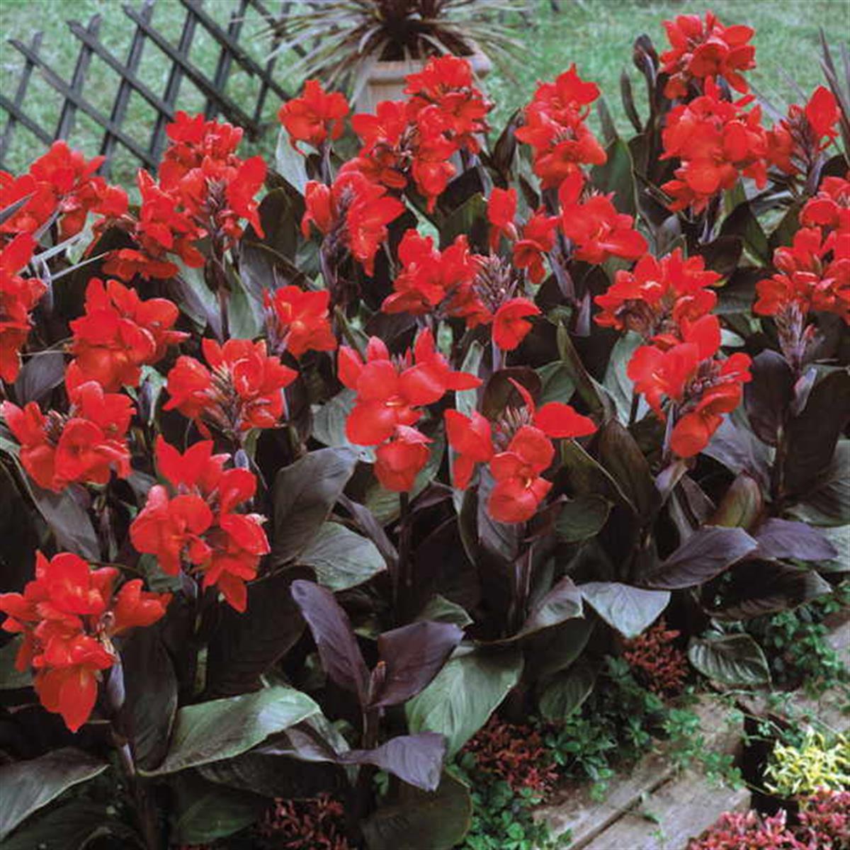 Canna x indica Dwarf Firebird Kanna Bodur Kana Tesbih çiçeği fidesi