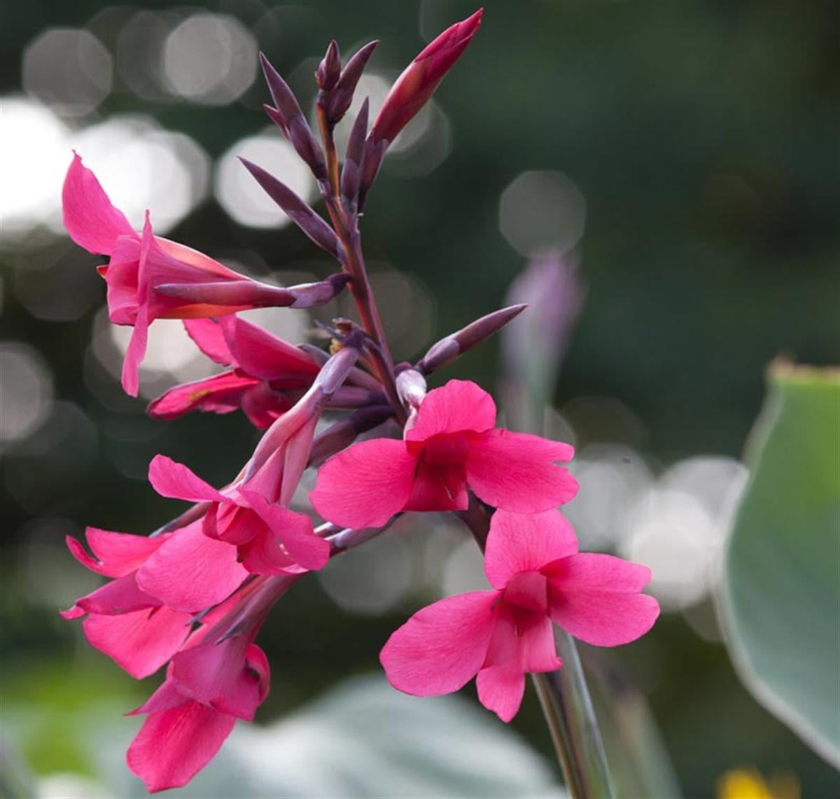 Canna x indica Ehemanni Pembe Kanna Bodur Kana Tesbih çiçeği fidesi