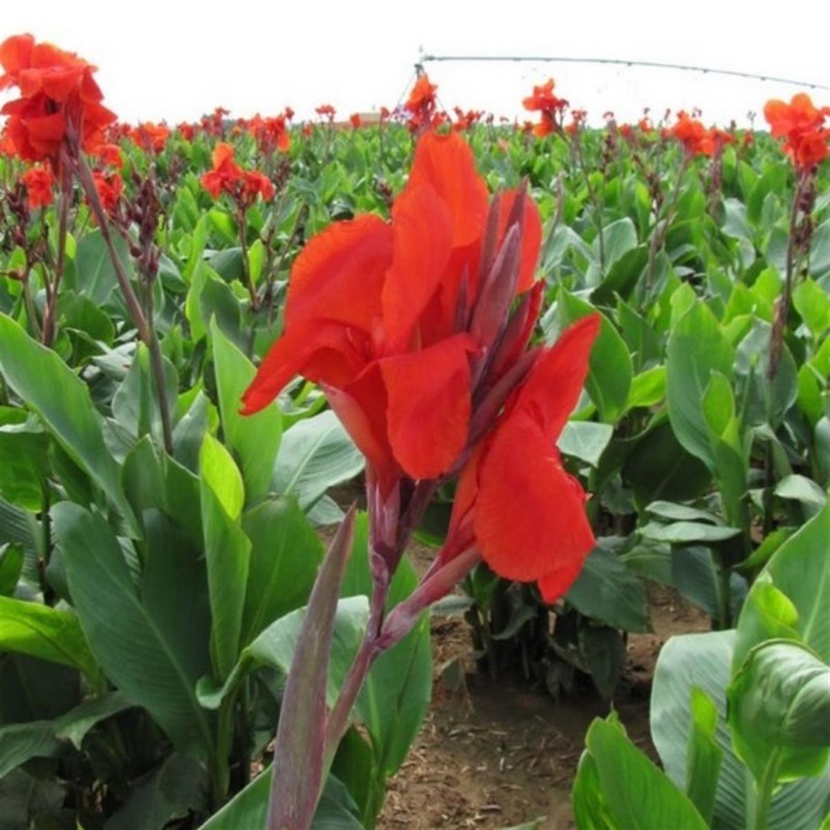 Canna x indica Red Dazler Kanna Kana Tesbih çiçeği fidesi