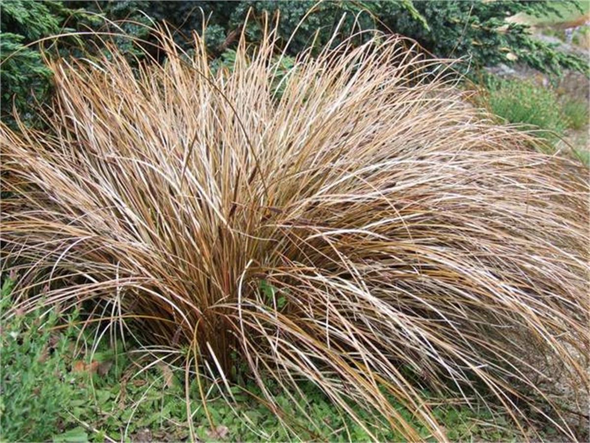 Carex Bronze form kareks fidesi