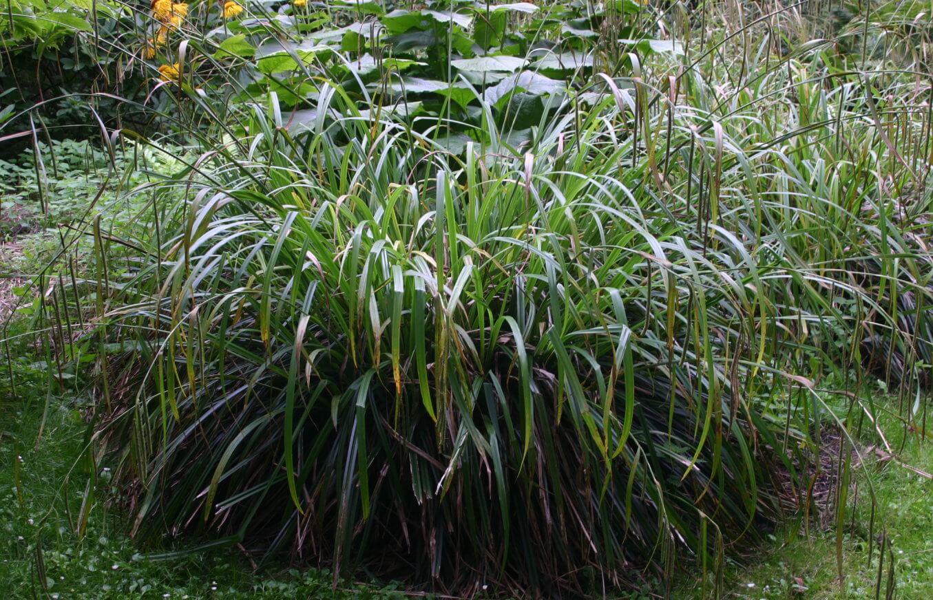 Carex pendula Saz çimi
