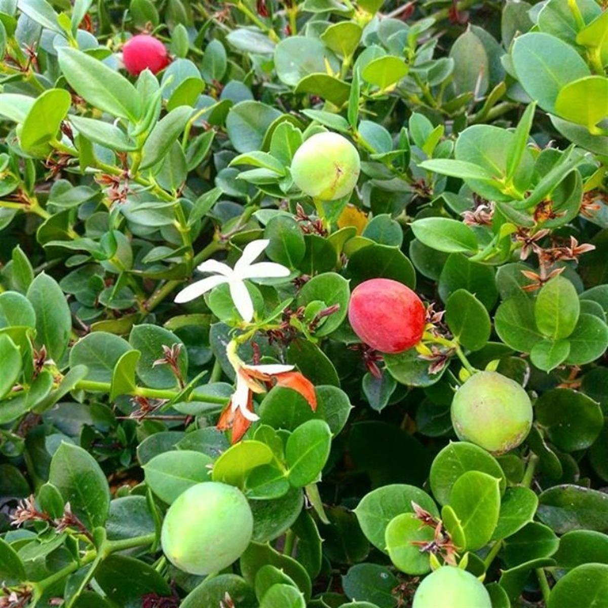 Carissa macrocarpa Natal Eriği fidanı Bodur