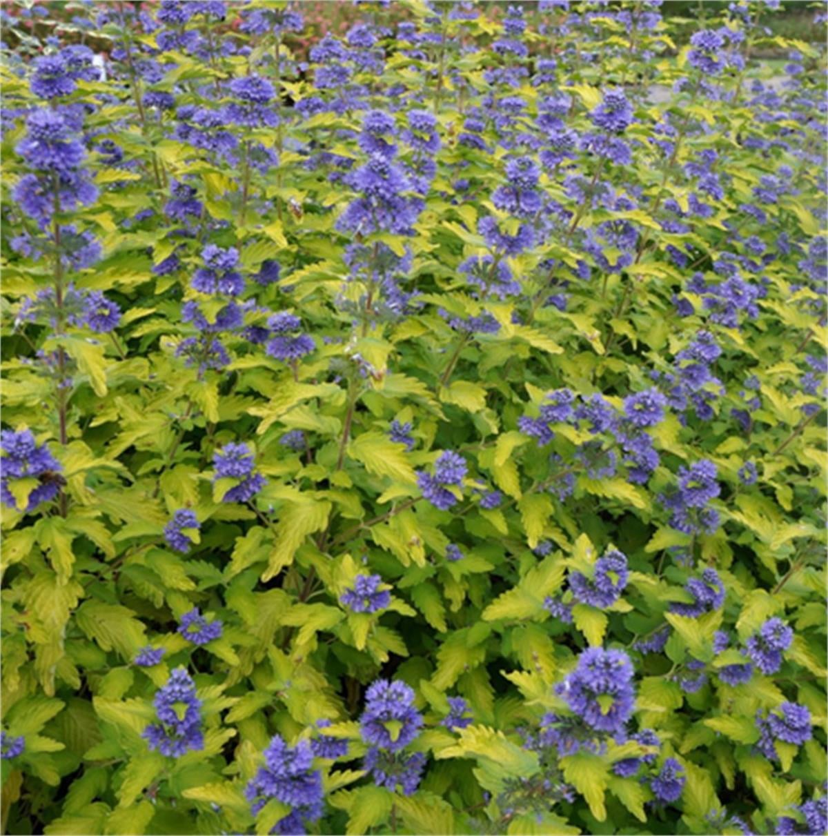 Caryopteris clandonensis Good as gold mavi sakal çiçeği fidanı