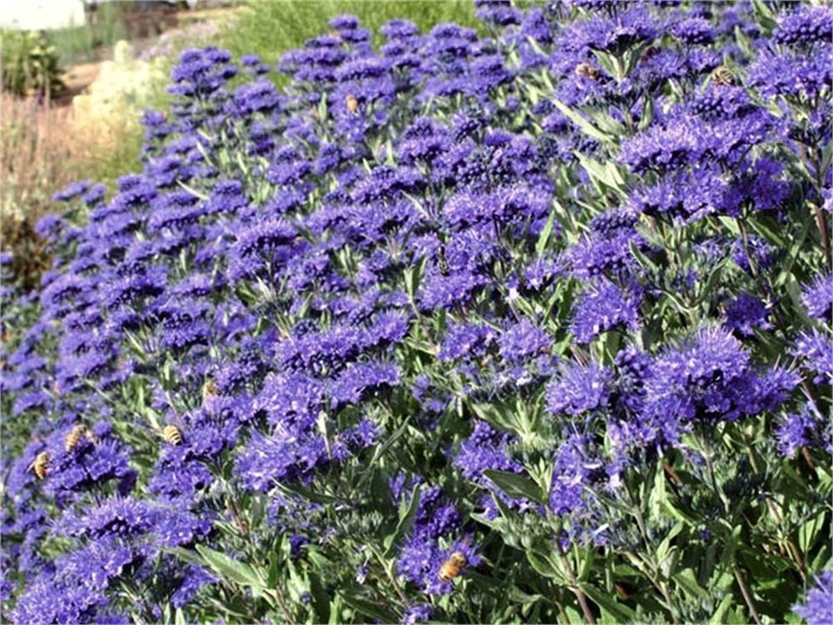 Caryopteris clandonensis Heavenly blue mavi sakal çiçeği fidanı