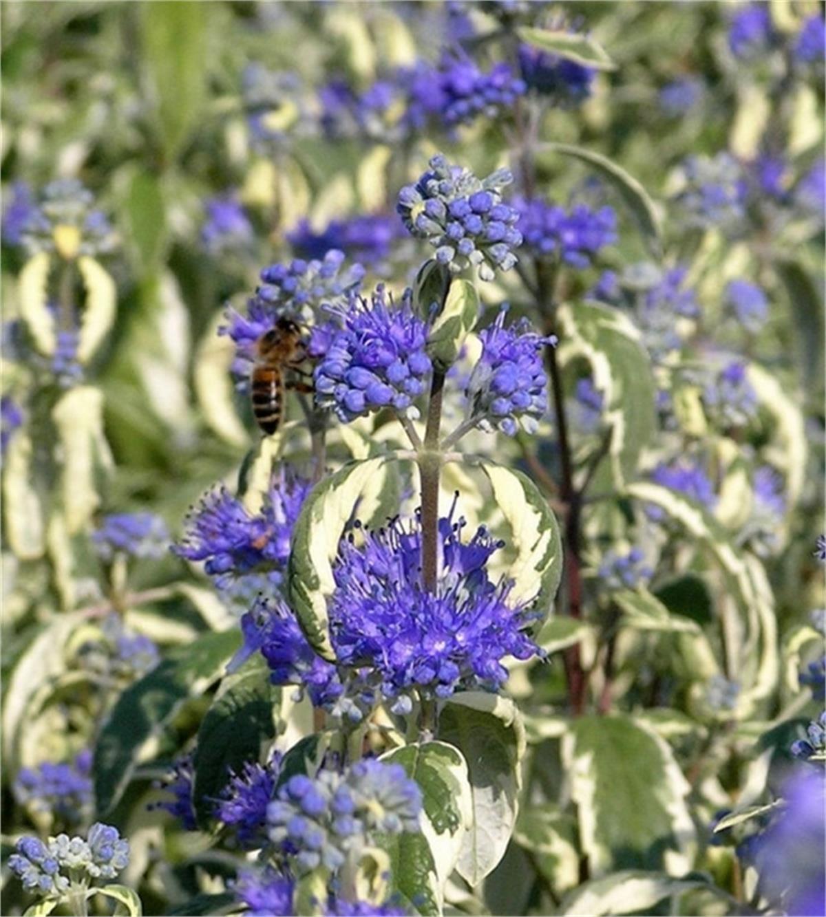Caryopteris clandonensis Sterling silver mavi sakal çiçeği fidanı