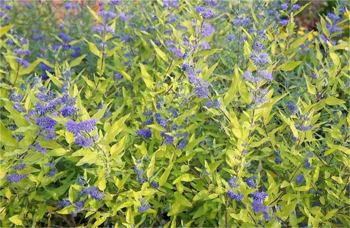 Caryopteris clandonensis Worcester gold mavi sakal çiçeği fidanı