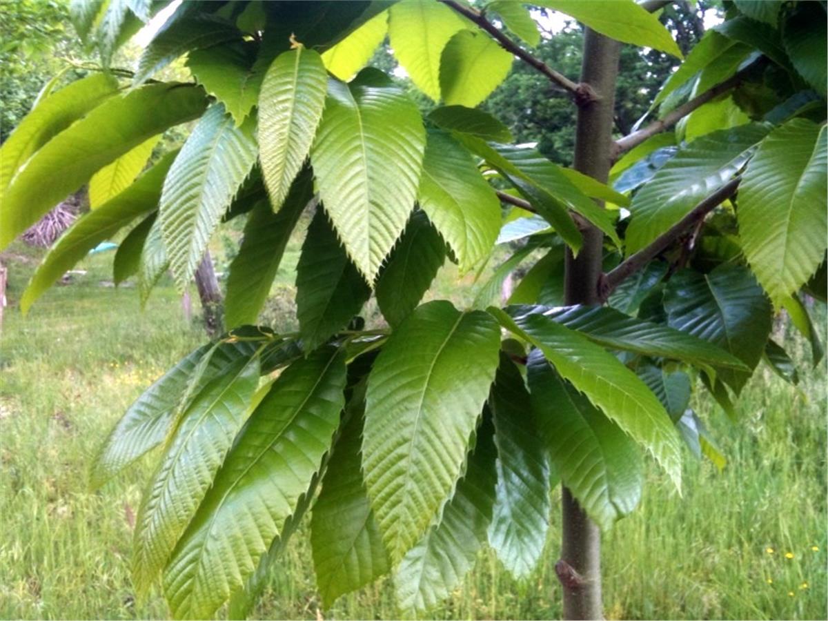 Castanea sativa Betizac Kestane fidanı