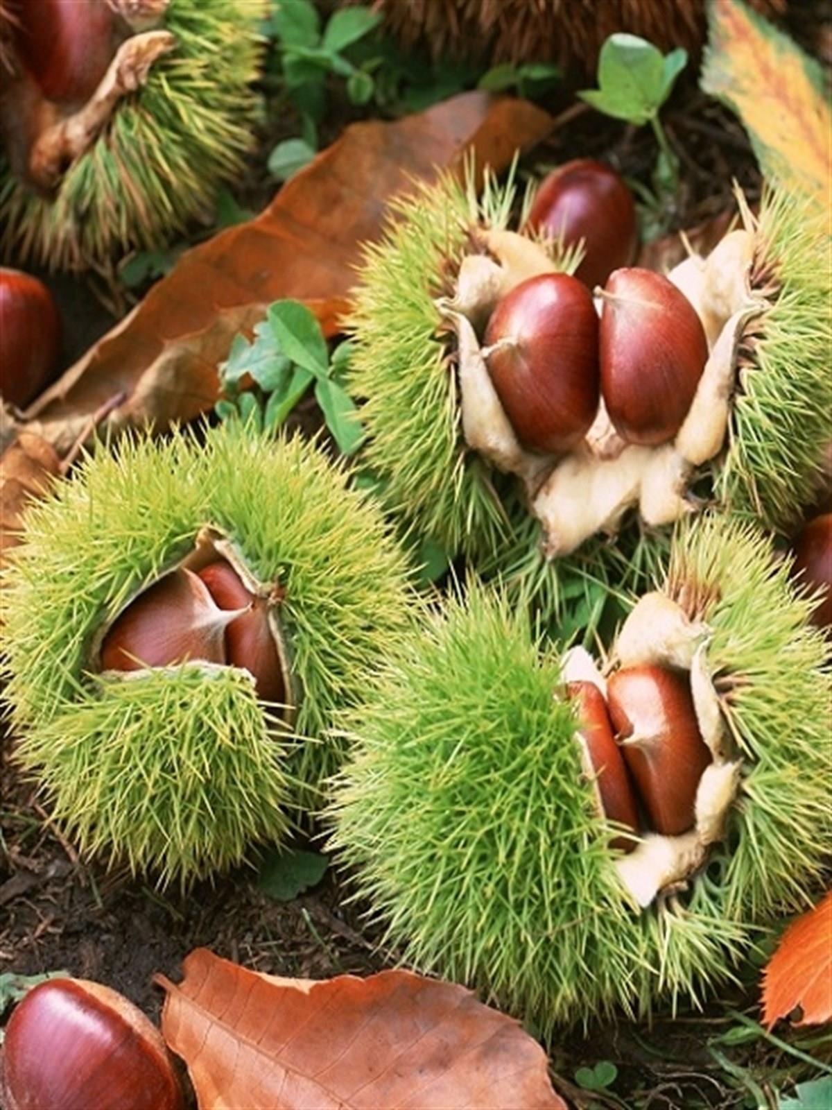 Castanea sativa Kemer Kestane fidanı