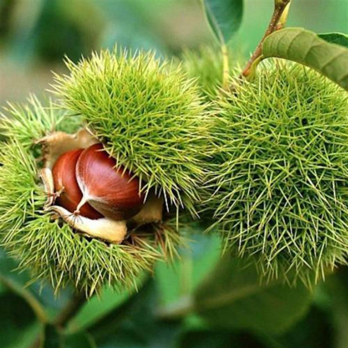 Castanea sativa Sarı Aşı Kestane fidanı