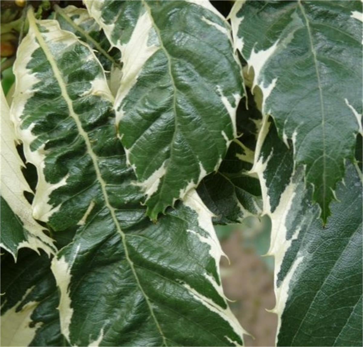Castanea sativa Variegata Alacalı Kestane fidanı