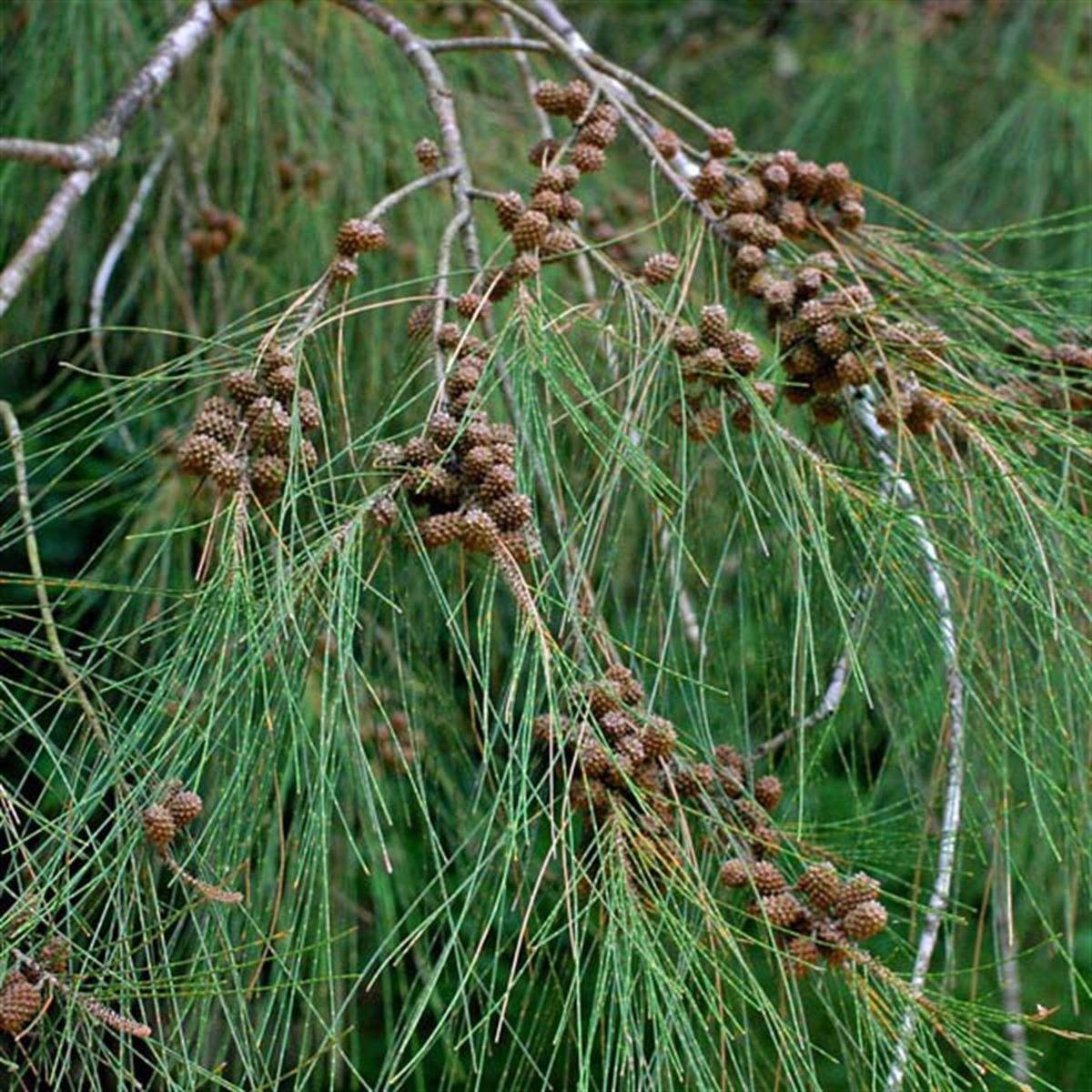 Casuarina equisetifolia Avustralya Çamı Demir Ağacı