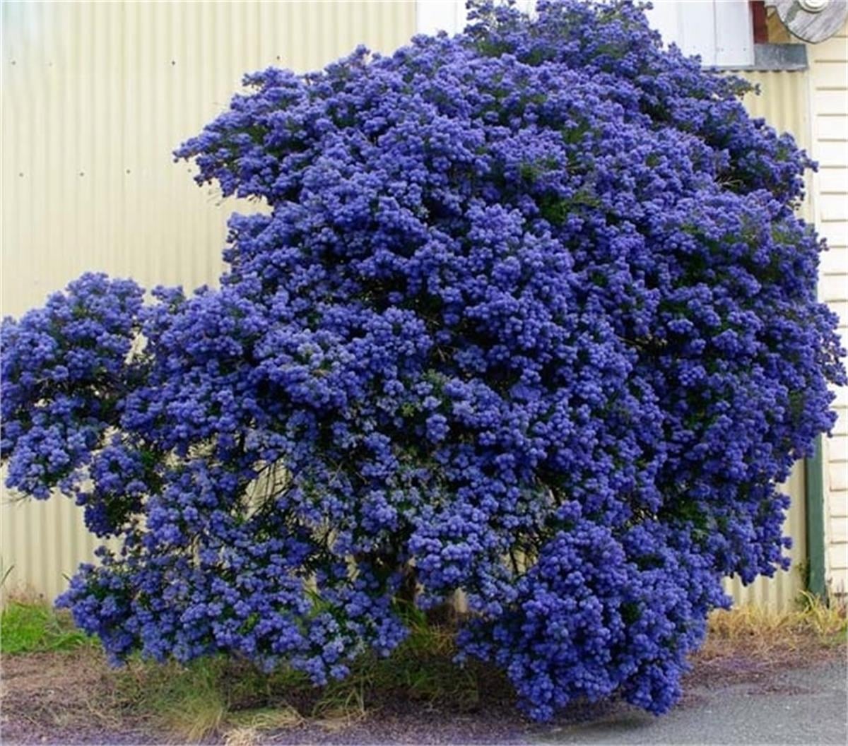 Ceanothus Concha mavi kese çiçeği fidanı