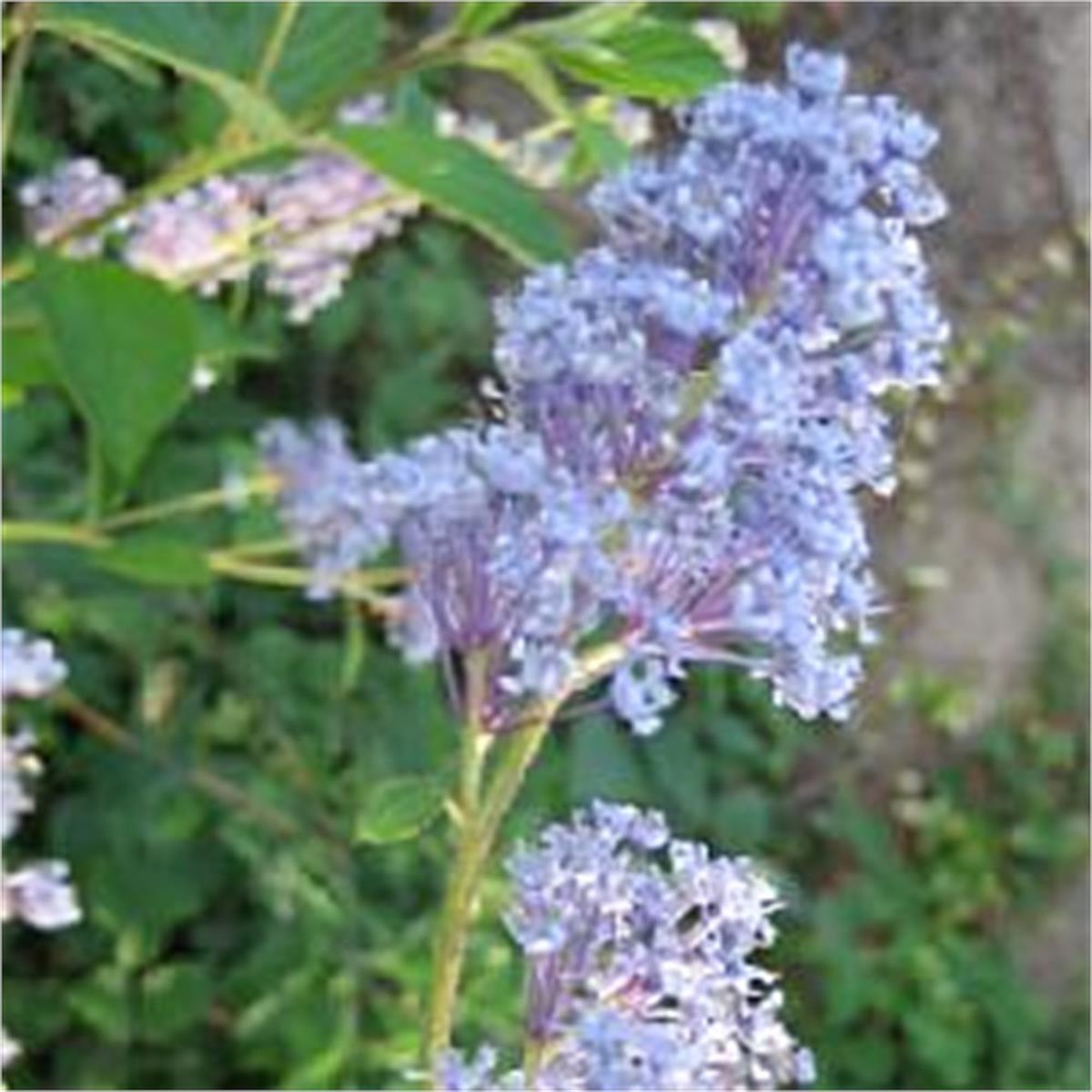Ceanothus Delilianus Gloire de Versailles Mavi Kese Çiçeği fidanı