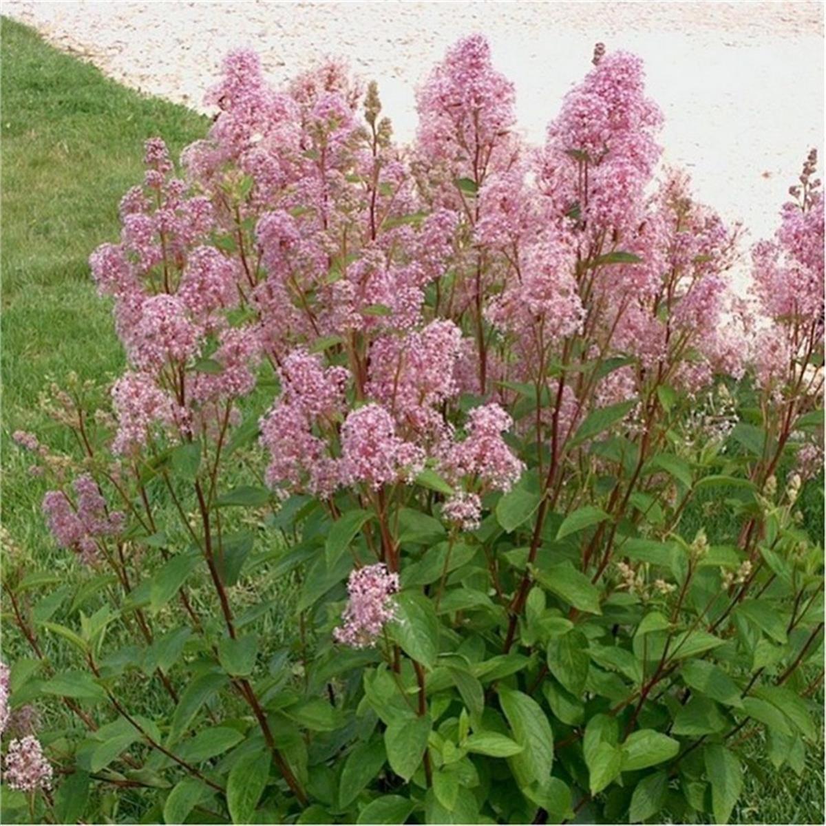 Ceanothus pallidus Marie simon pembe mavi kese çiçeği fidanı